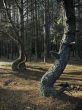 dancing pines