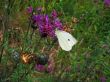 summer, meadow, white butterfly
