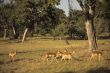 Red lechwe herd