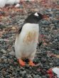 Gentoo penguin, on rocky beach