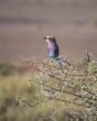 Lilac breasted roller