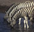 Three zebras