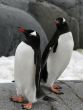 Pair of gentoo penguins