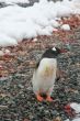 Gentoo penguin, on rocky beach