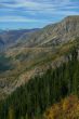 Spruce forest on steep mountain ridge