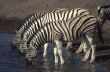 Three zebras