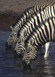 Three zebras