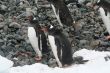 Gentoo penguins