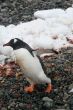 Gentoo penguin, on rocky beach