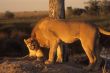 Pair of lions at sunset
