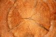 Cut of a pine.