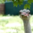 Ostrich Head