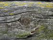 Knot on textured wooden plank