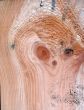 Knots on textured wooden plank like alien face