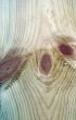 Knots on textured wooden plank like alien face