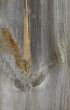 Knots on textured wooden plank like alien face