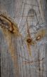 Knots on textured wooden plank like alien face