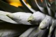 Close-up of pineapple parts for background using