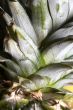 Close-up of pineapple parts for background using