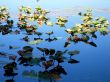 Lilly Pads In Sun and Shade