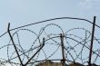 barbed wire