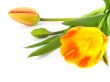 tulip