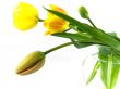 tulip