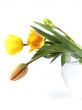 tulip