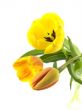 tulip