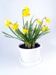 jonquils