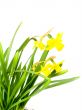 jonquils