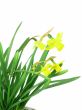jonquils