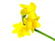 jonquils