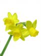 jonquils