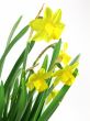 jonquils