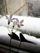 loneless flowers on rainy window