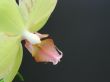 Orchid flower