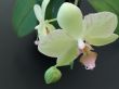 Orchid