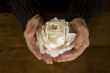 Old hands with white rose