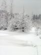 In the winter forest