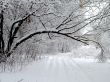 Road in the winter forest