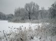 In the winter forest