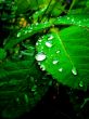 dew on the foliage