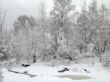 In the winter forest