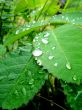 dew on the foliage