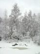 In the winter forest