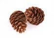 Pine cones