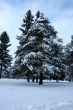 Pine trees in winter forest