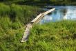 Creek and footbridge