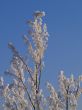 Frost
